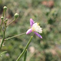 Cleome chelidonii L.f.